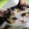 Unique Female Calico Kitten Names: Find the Perfect Fit