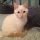 Find Out Who is Worried About Flame Point Siamese Kittens For Sale and Why You Should Care