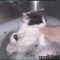 Kids, Work and Flea Bath For Kittens