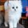 Fluffy White Kitten: Expectations vs. Reality
