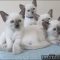 The Most Myths About Free Siamese Kittens Michigan