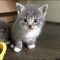 Outrageous Gray Kittens For Sale Tips