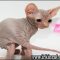 Hairless Kittens For Sale – a Quick Overview