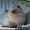 Who Else Wants to Learn About Himalayan Kittens For Sale Ohio?