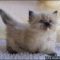 Solutions for How Much Are Munchkin Kittens in Step by Step Detail