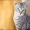 How Much Are Scottish Fold Kittens and What You Should Do Today