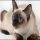 How Much Are Siamese Cats: No Longer a Mystery