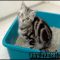 How To Potty Train A Kitten Help!