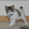 Things You Won’t Like About Japanese Bobtail Kittens For Sale and Things You Will
