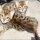Why Everybody Is Dead Mistaken About Kitten Adoption Colorado