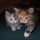 Unanswered Problems With Kittens For Sale Austin Tx Uncovered