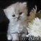 Sensitive Info on Kittens For Sale Columbus Ohio That Only the Pros Know Exist