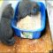 The Undeniable Facts About Litter Box For Kittens and How It Can Affect You