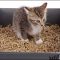 What You Should Know About Litter Training A Kitten