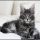 The Hidden Facts About Maine Coon Cats Adoption