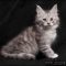 A Guide to Maine Coon Kittens For Sale Michigan
