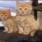 Maine Coon Kittens For Sale Near Me Ideas