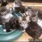 What Is So Fascinating About Maine Coon Kittens For Sale Texas?