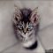 The Insider Secret on Maine Coon Kittens Grand Rapids Mi Uncovered