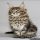 Adopting Maine Coon Kittens in Milwaukee: Everything You Need to Know