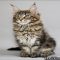 Adopting Maine Coon Kittens in Milwaukee: Everything You Need to Know