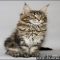 Here’s What I Know About Maine Coon Kittens Nc