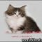 Maine Coon Kittens Ohio – the Story