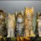 Facts, Fiction, and Maine Coon Kittens Oklahoma