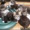 The Awful Secret of Maine Coon Kittens Oregon