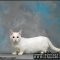 The Fundamentals of Munchkin Kittens For Sale In Iowa Revealed