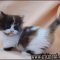 Shortcuts to Munchkin Kittens For Sale In Pa Only a Few People Know About