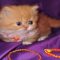 Napoleon Kittens For Sale – Overview