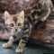 A Review of New Era Bengal Kittens
