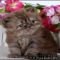 The Chronicles of Persian Kittens For Sale Florida
