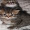 The Secret of Persian Kittens For Sale In Illinois That No One Is Talking About