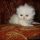 Persian Kittens For Sale In Indiana Can Be Fun for Everyone