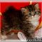 What Everybody Is Saying About Persian Kittens For Sale In Ky and What You Need to Do