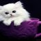 Understanding Persian Kittens For Sale In Michigan