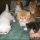 What You Don’t Know About Persian Kittens For Sale In Nj
