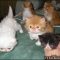 What You Don’t Know About Persian Kittens For Sale In Nj