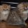 All About Persian Kittens For Sale In Wisconsin