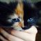 Unusual Article Uncovers The Deceptive Practices of Polydactyl Kittens For Sale