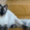 Notes on Ragdoll Kitten Advice in an Easy to Follow Manner
