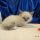 Finding Your Perfect Ragdoll Kitten in Columbia, MO: A Comprehensive Guide