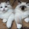 Why No One Is Talking About Ragdoll Kittens For Sale In Michigan and What You Should Do Right Now About It