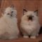 A Secret Weapon for Ragdoll Kittens For Sale In Pa