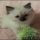 The Mystery of Ragdoll Kittens For Sale Indiana Nobody Is Discussing