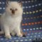 Solutions to Ragdoll Kittens For Sale Nj