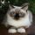 Adorable Ragdoll Kittens Available In Jacksonville, Florida