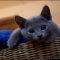 Understanding Russian Blue Kitten For Sale